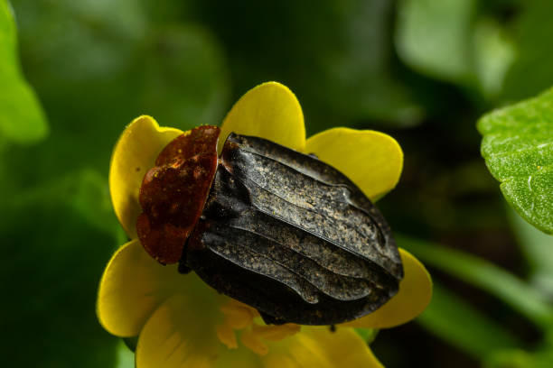 a carrion beetle - Oiceoptoma thoracica sits on a yellow flower in early spring in the forest a carrion beetle - Oiceoptoma thoracica sits on a yellow flower in early spring in the forest. beetle silphidae stock pictures, royalty-free photos & images