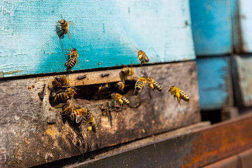 Group of bees near a beehive, in flight. Wooden beehive and bees. Bees fly out and fly into the round entrance of a wooden vintage beehive in an apiary close up view.