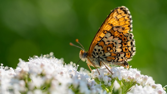 A butterfly perched atop a colorful bouquet of flowers in a grassy meadow.