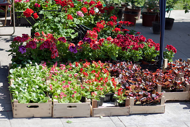 istock the flower market 177776104
