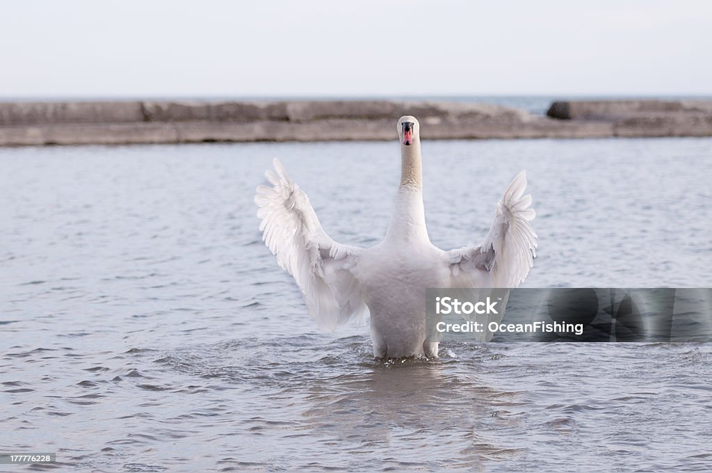 Cisnes de natação - Foto de stock de Animal royalty-free