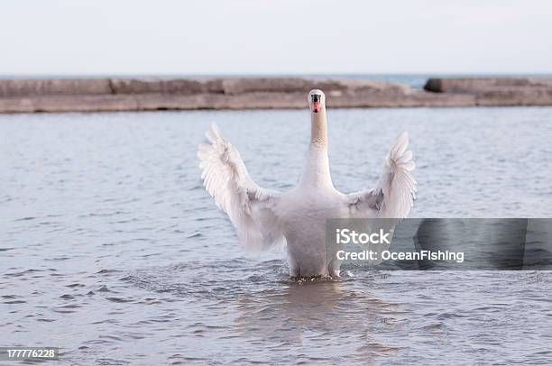 Foto de Cisnes De Natação e mais fotos de stock de Animal - Animal, Animal selvagem, Azul