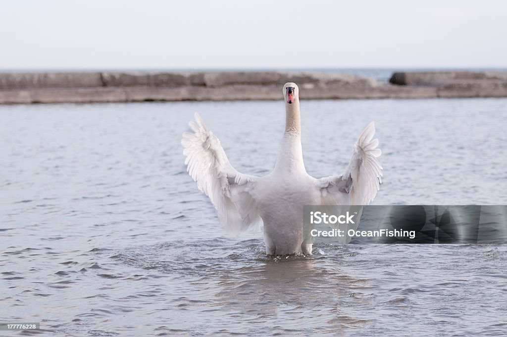 swans плавательный - Стоковые фото Без людей роялти-фри