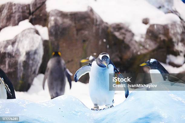 Pingüinos Emperados Foto de stock y más banco de imágenes de Adulto - Adulto, Agua, Aire libre