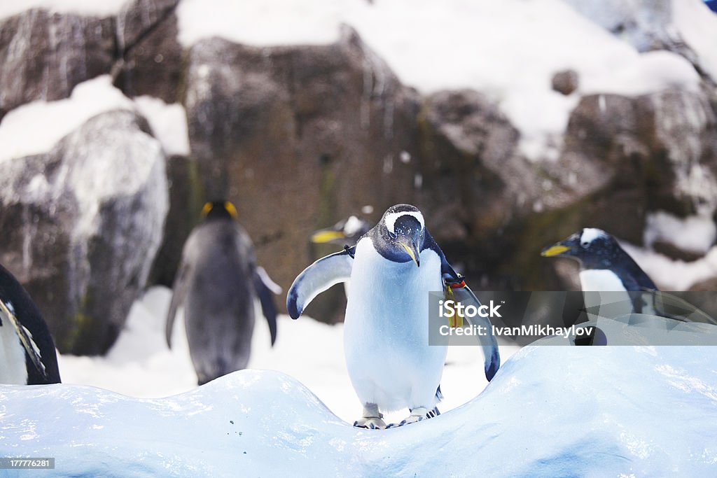 Emperor penguins - Zbiór zdjęć royalty-free (Antarktyda)