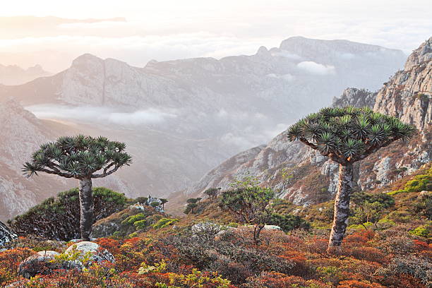 istock Dragon trees in Socotran highlands 177776329