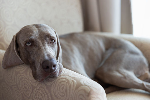 Close-up on gray haired Weimaraner lying in beige armchair in the afternoon, leaning head on armrest and looking at camera