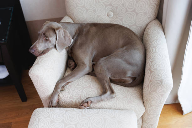 Weimaraner dog wearing an orange collar with a surprised face.