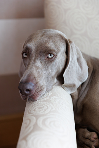 Close-up on gray haired Weimaraner with blue eyes, resting head on armrest and looking at camera