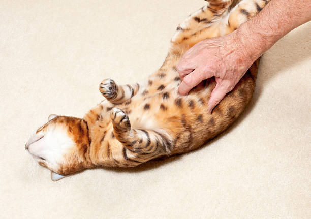 Bengal kitten having tummy rubbed Yound bengal cat on its back on carpet and having its tummy tickled bengal cat purebred cat photos stock pictures, royalty-free photos & images