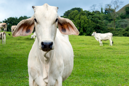 Vaca en farmland photo