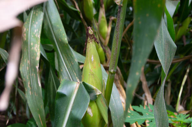 istock Corn fruit is starting to ripen and is ready to harvest 1777766958