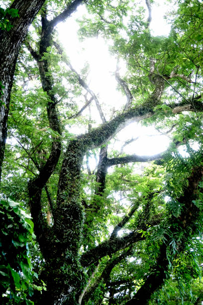 istock Group of fern on the big tree, Forest background 1777766974