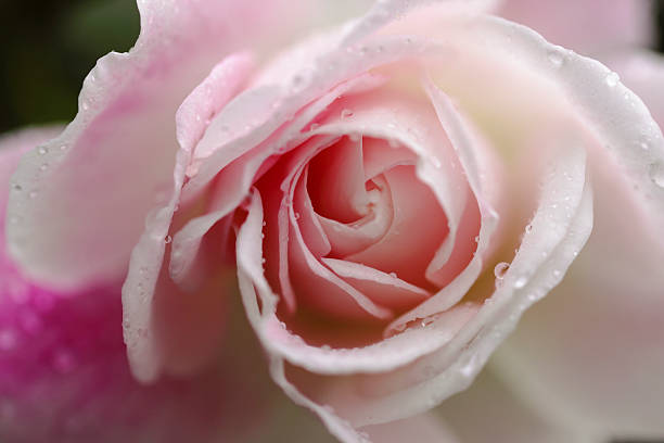 Close up of pink rose stock photo