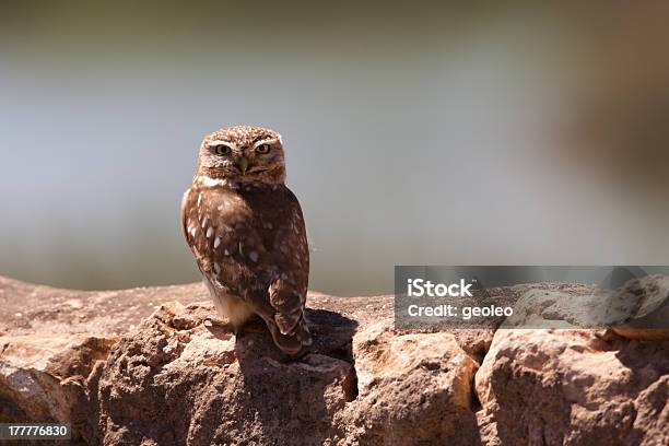 Foto de Athene Noctua e mais fotos de stock de Animais em Extinção - Animais em Extinção, Animal, Animal selvagem