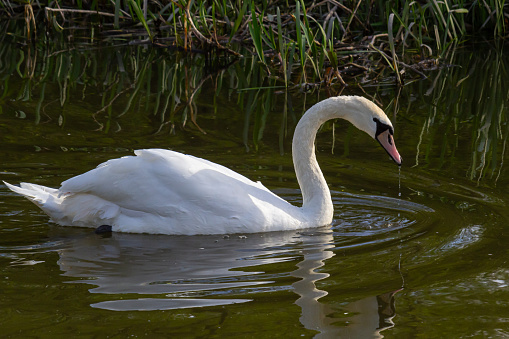 Swan in profile portrait at golden hour, mirror itself in the lake