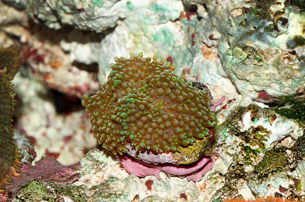 istock Ricordea Coral 177777081