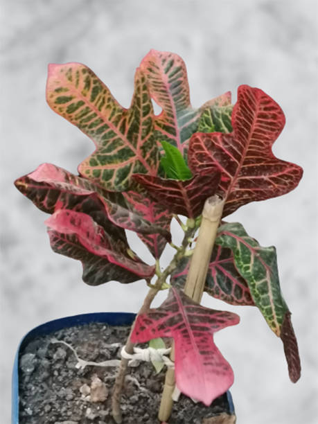 istock Home gardening with wildflower Variegated Croton, a dynamic and vibrant experience 1777770970
