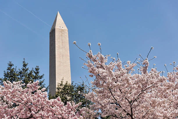 istock The Washington Monument with cherry trees in bloom 177777232