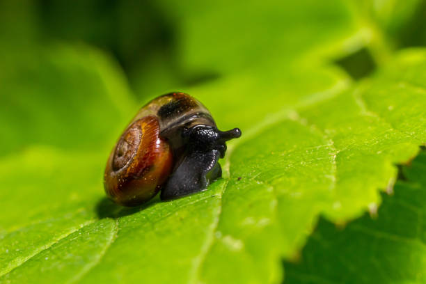 istock Oxychilus alliarius , commonly known as the garlic snail or garlic glass-snail 1777772828