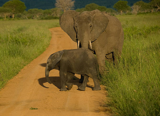 istock Elephant with baby crossing the Road 177777460