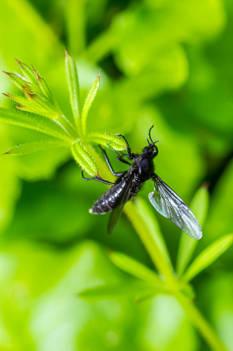 Bibio marci is a fly from the family Bibionidae called March flies and lovebugs. Larvae of this insects live in soil and damaged plant roots.