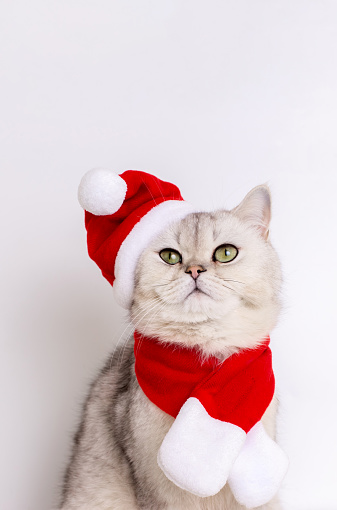 istock A cute white cat sitting in a red Santa hat and a red scarf looks up 1777775040
