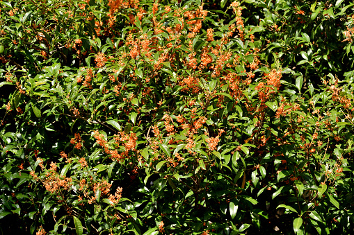 Osmanthus fragrans, native to Asia (Japan, China and Himalayas), and commonly called fragrant olive, sweet olive or sweet tea, produces clusters of flowers that have an extremely powerful apricot fragrance. It is a small, upright, evergreen tree that will grow to 3-10 meters tall. Tiny white, orange, gold or reddish flowers, depending on species, appear in clusters in late summer through into fall. The plant has very fragrant flower.