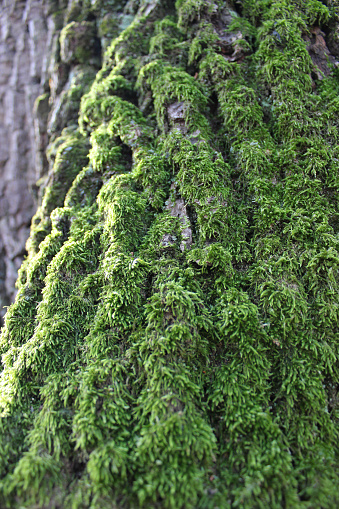 Moss On A North Side Of Old Tree In Deep Forest