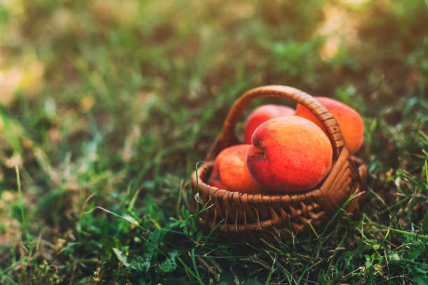 istock Ripe apricot fruit in wicker basket on organic orchard ground 1777777255