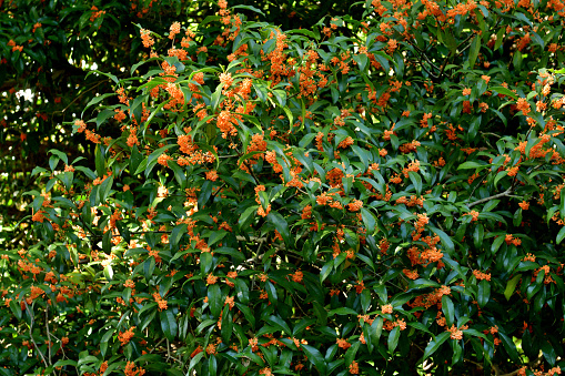 Osmanthus fragrans, native to Asia (Japan, China and Himalayas), and commonly called fragrant olive, sweet olive or sweet tea, produces clusters of flowers that have an extremely powerful apricot fragrance. It is a small, upright, evergreen tree that will grow to 3-10 meters tall. Tiny white, orange, gold or reddish flowers, depending on species, appear in clusters in late summer through into fall. The plant has very fragrant flower.