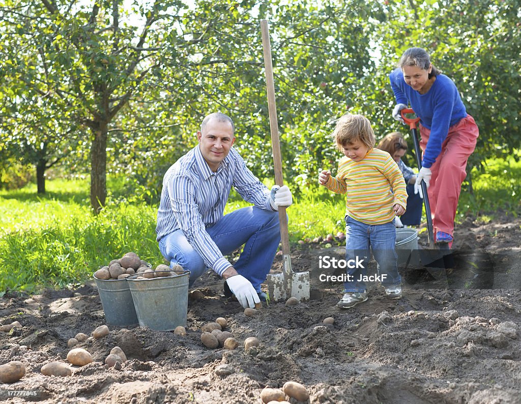 Famille cueillette des pommes de terre dans le jardin - Photo de Adulte libre de droits