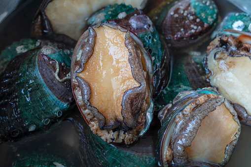 Fresh abalone ingredients