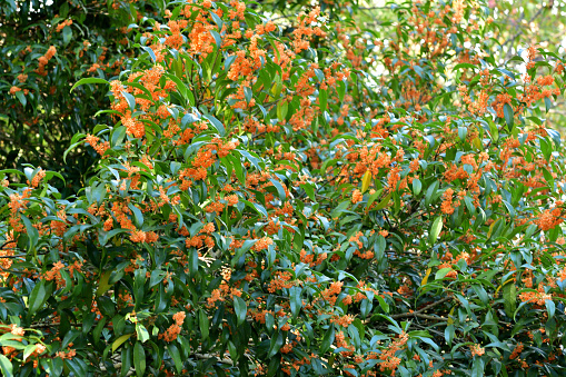 Osmanthus fragrans, native to Asia (Japan, China and Himalayas), and commonly called fragrant olive, sweet olive or sweet tea, produces clusters of flowers that have an extremely powerful apricot fragrance. It is a small, upright, evergreen tree that will grow to 3-10 meters tall. Tiny white, orange, gold or reddish flowers, depending on species, appear in clusters in late summer through into fall. The plant has very fragrant flower.
