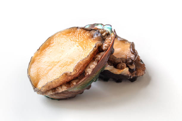 Fresh abalone ingredients on a white background stock photo