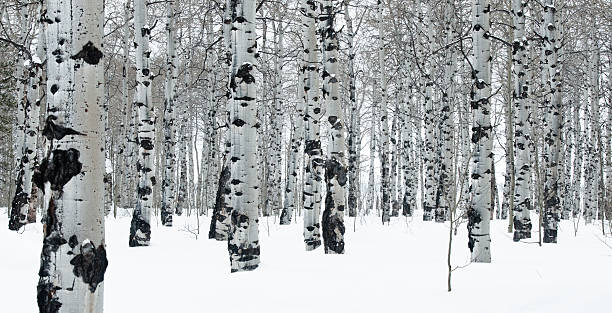 istock Winter Day in an Aspen Grove 177778078