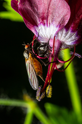 Empis tesselata Dance Fly on a plant.