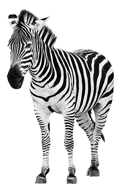 Male zebra standing alone on a white background stock photo