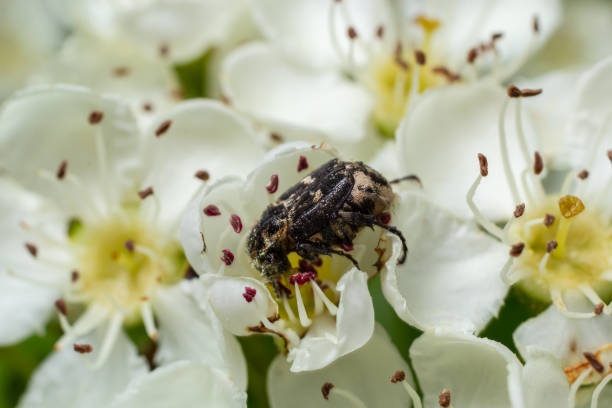 istock White spotted rose beetle: A Beneficial Insect for Pollination and Organic Recycling. Oxythyrea funesta 1777783674