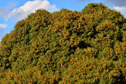 Osmanthus fragrans, native to Asia (Japan, China and Himalayas), and commonly called fragrant olive, sweet olive or sweet tea, produces clusters of flowers that have an extremely powerful apricot fragrance. It is a small, upright, evergreen tree that will grow to 3-10 meters tall. Tiny white, orange, gold or reddish flowers, depending on species, appear in clusters in late summer through into fall. The plant has very fragrant flower.