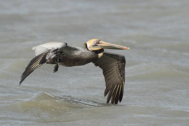 istock Brown Pelican With a Fishing Line Wrapped Around its Wing 177778559