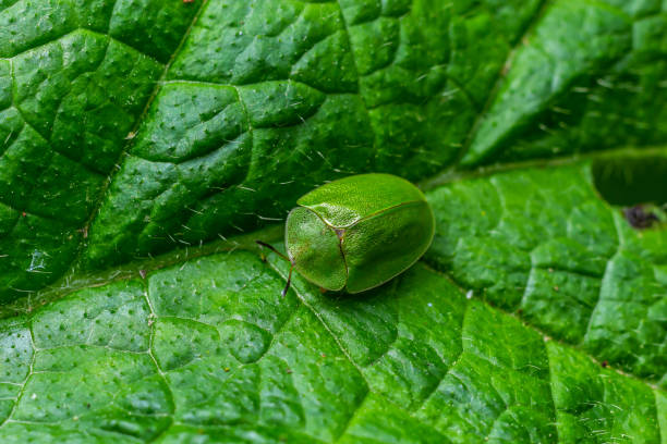 Green tortoise beetle feeding at a green leaf seen from above Green tortoise beetle feeding at a green leaf seen from above. cassida viridis stock pictures, royalty-free photos & images