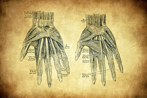 Hand Mucles Drawing Hand Muscles Stock Illustration - Download Image Now - Drawing - Art ...