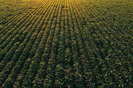 Healthy young soybean crop in field at dawn, with stunning sky.