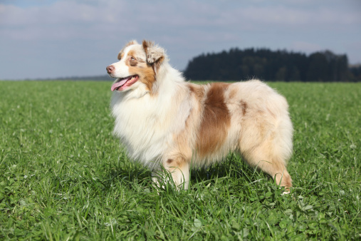 Dog is sitting on a meadow on a sunny summer day, Greetsiel, North-Sea, East Frisia,