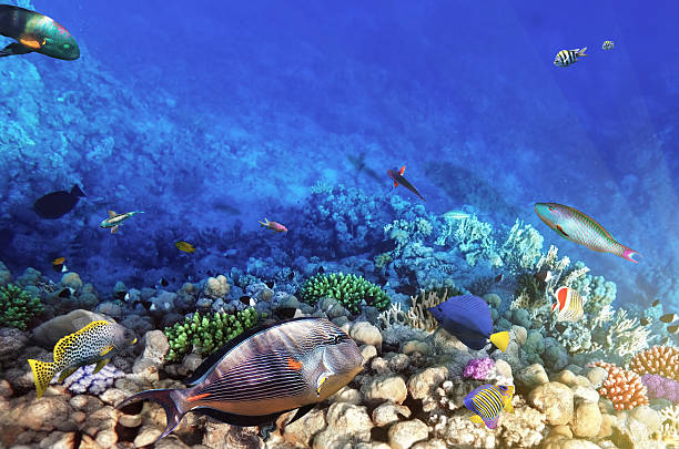 istock Coral and fish in the Red Sea.Egypt 177779245