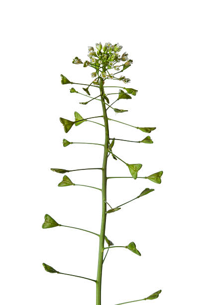 Twig of shepherd's-purse on white background