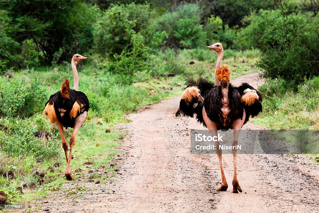 Dos avestruz en carretera en bush de Tsavo West, Kenia - Foto de stock de Aire libre libre de derechos