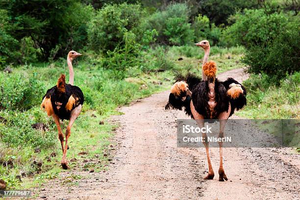 Dos Avestruz En Carretera En Bush De Tsavo West Kenia Foto de stock y más banco de imágenes de Aire libre