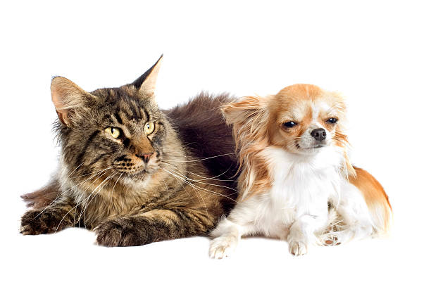 istock maine coon cat and chihuahua 177779689